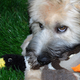 Illustration for article titled Shooting Challenge Pets Gallery 4